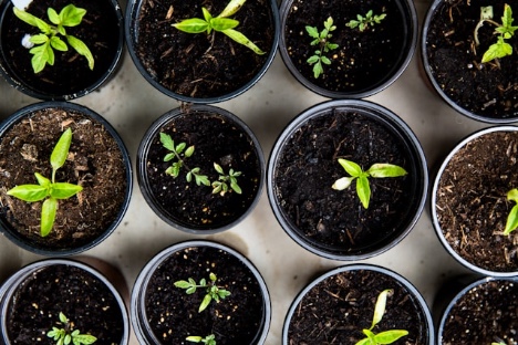 Seed funding