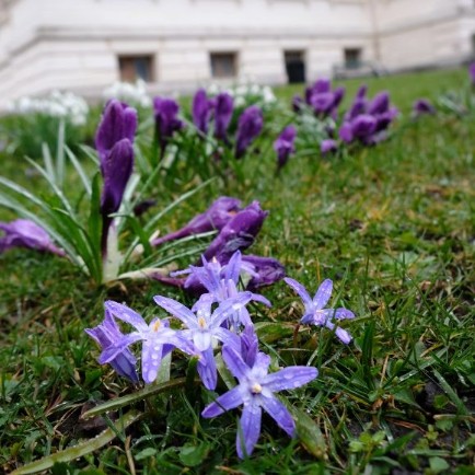 Spring flowers